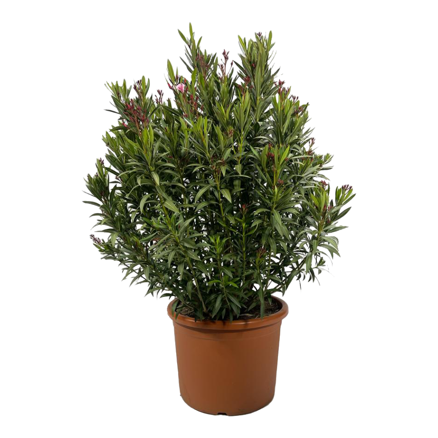 Oleander Busch gross